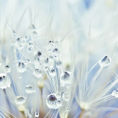 Rite de Purification header image