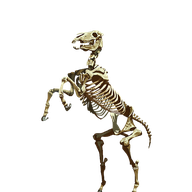 Skeletal Horse