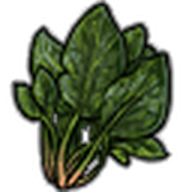 Spinach