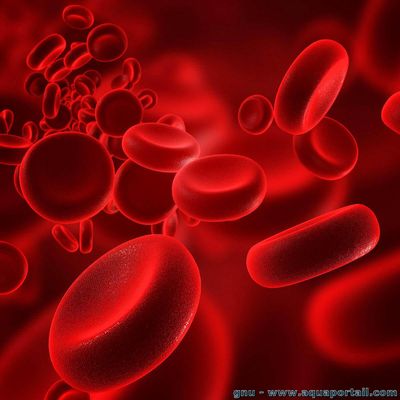 BlowBlood header image