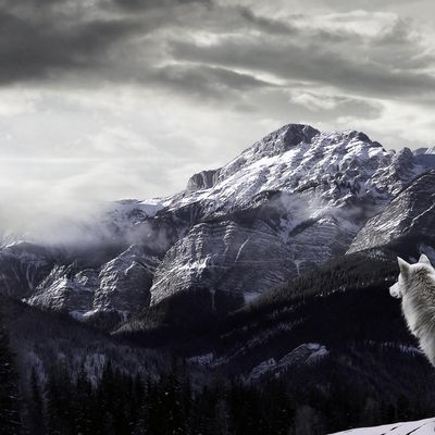 Ombre Blanche header image