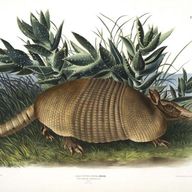 Armadillos