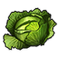 Sweet Cabbage