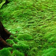 Parnal (Pale Sea Moss)