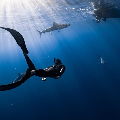 Sylvia Earle header image