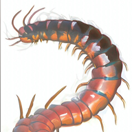 Giant Centipedes