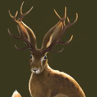 Jackalope