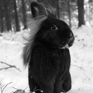 Long Haired Rabbit