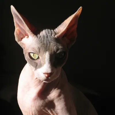 Thoutmôsis header image