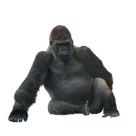Gorilla