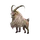 Giant Goat