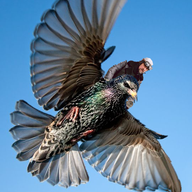 David Hendon on Volt