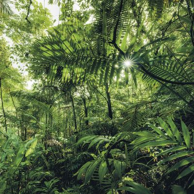 Les Joncas header image