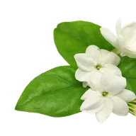 Jasmine