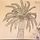 Date Palm Tree