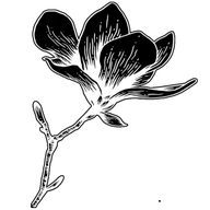 Sabat Czarnej Magnolii