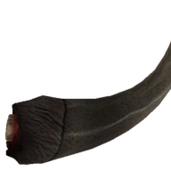 Boar Tusk