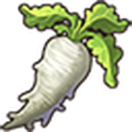 Daikon