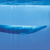 Tasman Whale