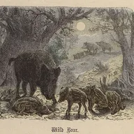 Boar
