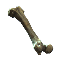 Femur