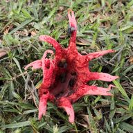 Starfish Stinkhorn