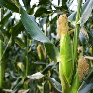 Corn