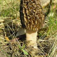 Mountain Morel