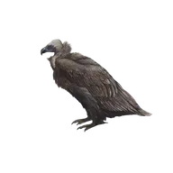 Vulture
