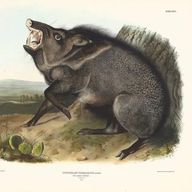 Peccary