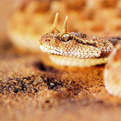 Grida "Vipère du désert " header image