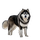 Malamute