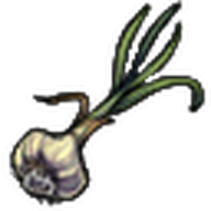 Garlic