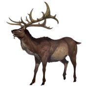 Elk