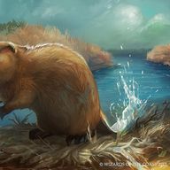 Beaver