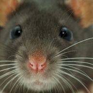 27: Im Reich der brindol'schen Ameisen