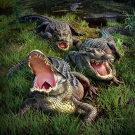Crocodilians