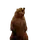 Brown Bear