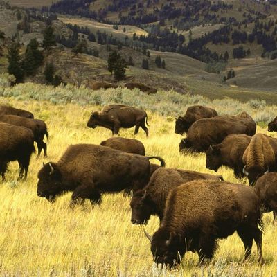 Orphelinat Willow Creek de San Luis header image