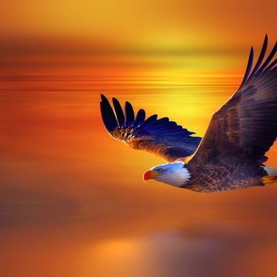 Aigle couronné header image