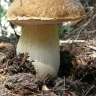 Cairn Bolete