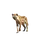 Hyena