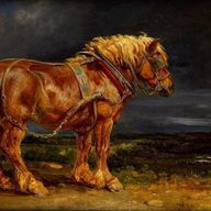 Draft Horse