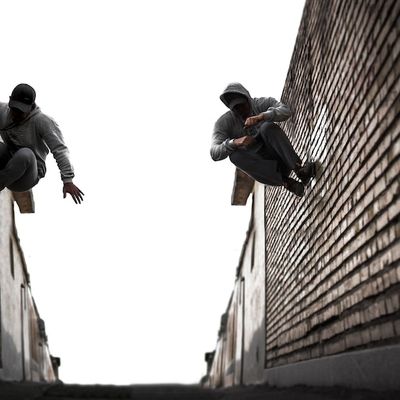 Rat des villes header image