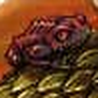 Koth's Frog (Toad??)