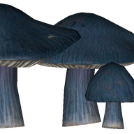 Steel-Blue Entoloma
