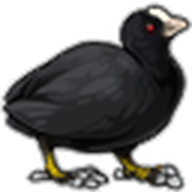 Coot
