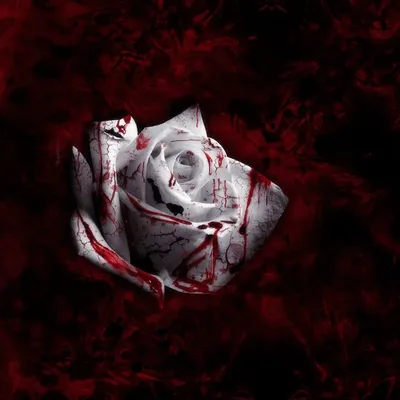 Toréador header image