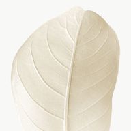 Белый лист племени Торфа