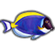 Powder Blue Tang